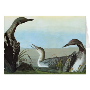 Audubon : Loon arctique
