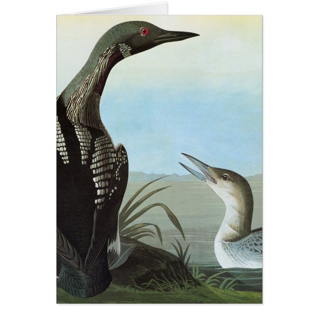 Audubon : Loon arctique (Devant)