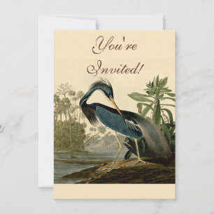 Audubon Louisiana Heron Birds America Art Einladung