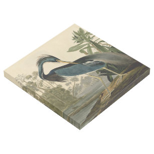 Audubon Louisiana Heron Birds America Art Galerieleinwand