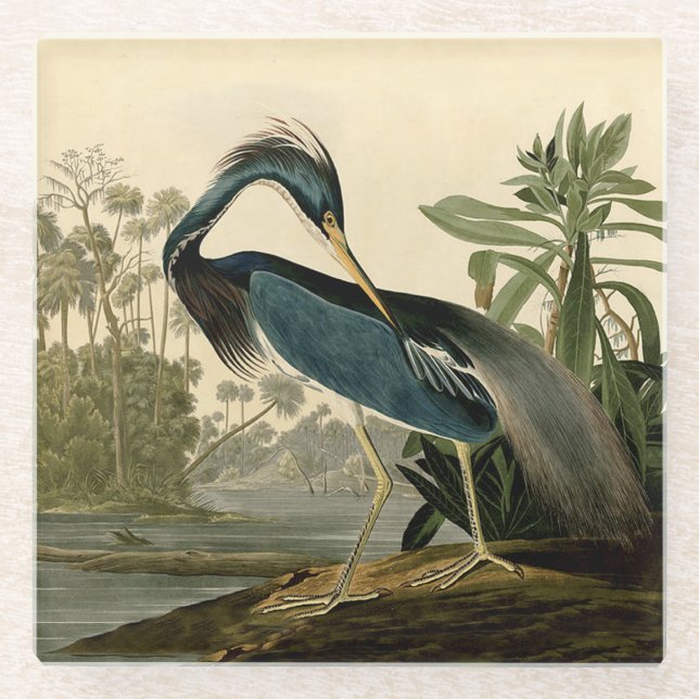Audubon Louisiana Heron Birds America Art Glasuntersetzer (Vorderseite)