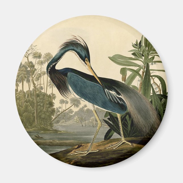 Audubon Louisiana Heron Birds America Art Magnet (Vorne)