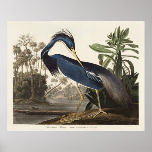 Audubon Louisiana Heron Birds of America Art Print Poster