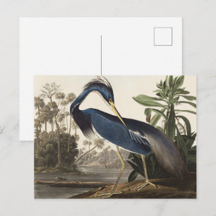 Audubon Louisiana Heron Birds of America Art Print Postkarte