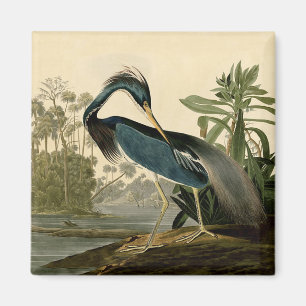 Audubon Louisiana Reiher Birds America Kunst Magnet