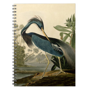 Audubon Louisiana Reiher Birds America Kunst Notizblock