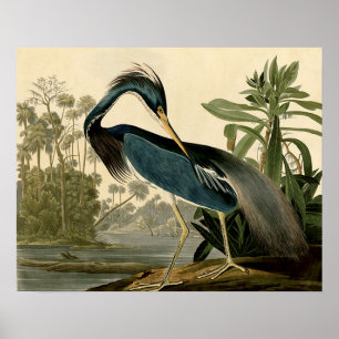 Audubon Louisiana Reiher Birds America Kunst Poster
