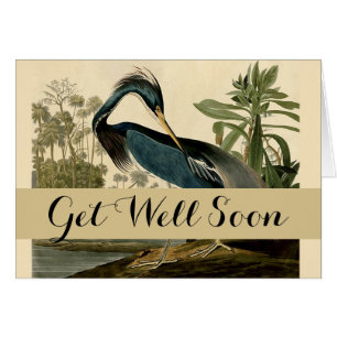 Audubon Louisiana Reiher Vögel Amerika Kunst