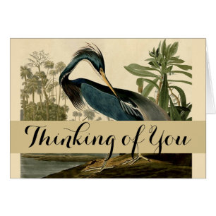 Audubon Louisiana Reiher Vögel Amerika Kunst