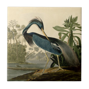 Audubon Louisiana Reiher Vögel Amerika Kunst Fliese