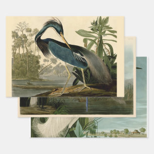 Audubon Louisiana Reiher Vögel Amerika Kunst Geschenkpapier Set
