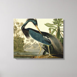 Audubon Louisiana Reiher Vögel Amerika Kunst Leinwanddruck