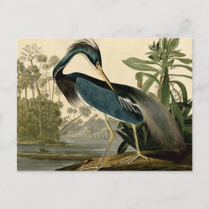 Audubon Louisiana Reiher Vögel Amerika Kunst Postkarte