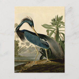 Audubon Louisiana Reiher Vögel Amerika Kunst Postkarte