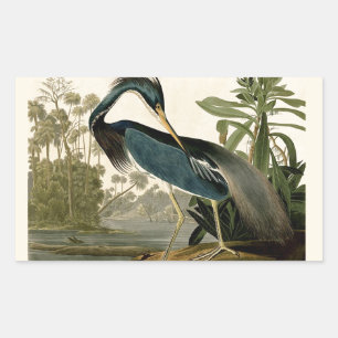 Audubon Louisiana Reiher Vögel Amerika Kunst Rechteckiger Aufkleber