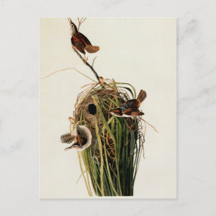 Audubon Marsh Wren Bird Art Postkarte