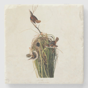 Audubon Marsh Wren Bird Art Steinuntersetzer