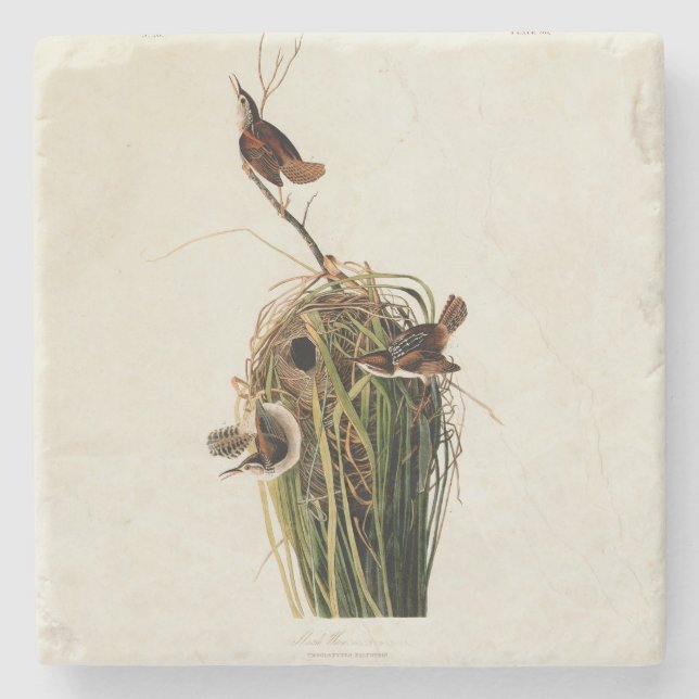 Audubon Marsh Wren Bird Art Steinuntersetzer (Vorderseite)