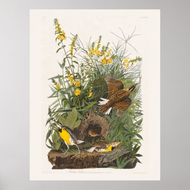 Audubon Meadowlark Botanische Print Poster (Vorne)
