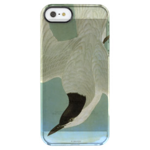Audubon: Möve-Berechnete Seeschwalbe Durchsichtige iPhone SE/5/5s Hülle
