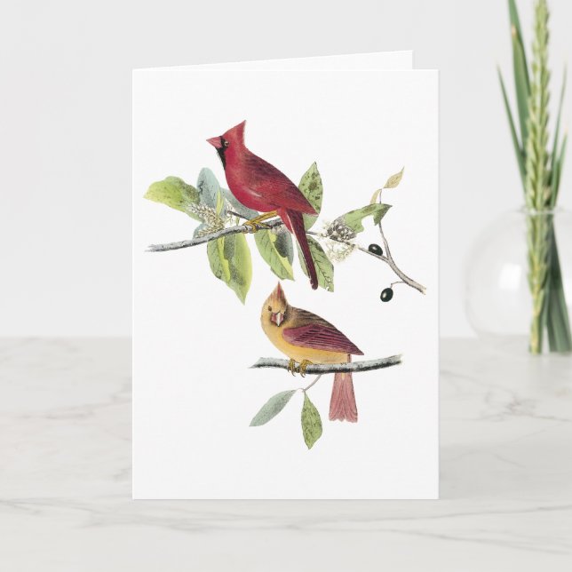 Audubon NordKardinal Karte (Vorderseite)
