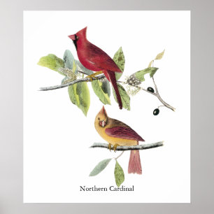 Audubon NordKardinal Poster