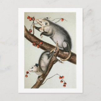 Audubon-Oppossummen Postkarte