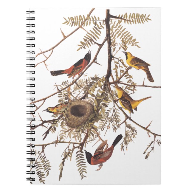 Audubon Orchard Oriole Birds Nesting in Tree Notizblock (Vorderseite)