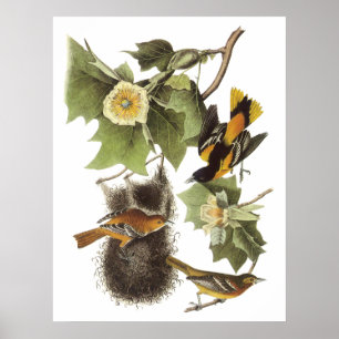 Audubon Oriole Plakat