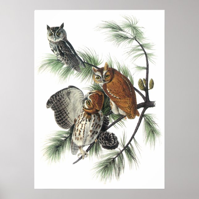 Audubon Owls Poster (Vorne)