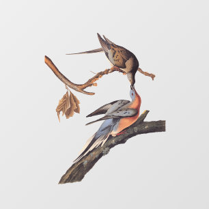 Audubon-Paar Kissing-Passagiertauben Fensteraufkleber