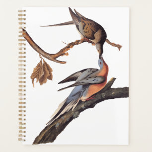 Audubon-Paar Kissing-Passagiertauben Planer