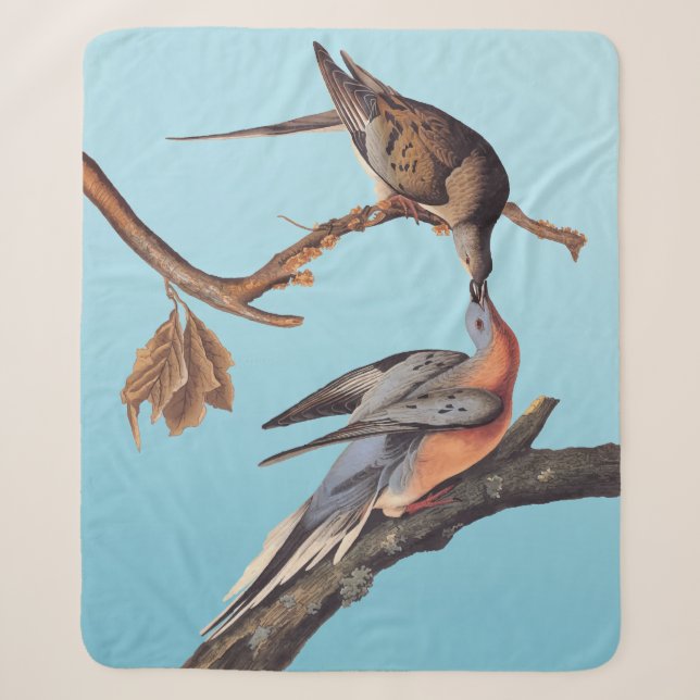 Audubon-Paar Kissing-Passagiertauben Sherpadecke (Vorderseite)
