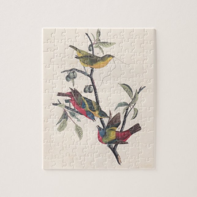 Audubon Painted Bunting Bird Wildlife (Vertikal)