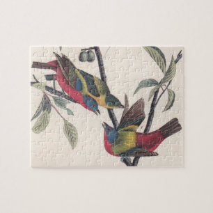 Audubon Painted Bunting Bird Wildlife