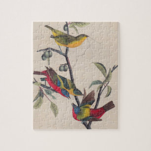 Audubon Painted Bunting Bird Wildlife