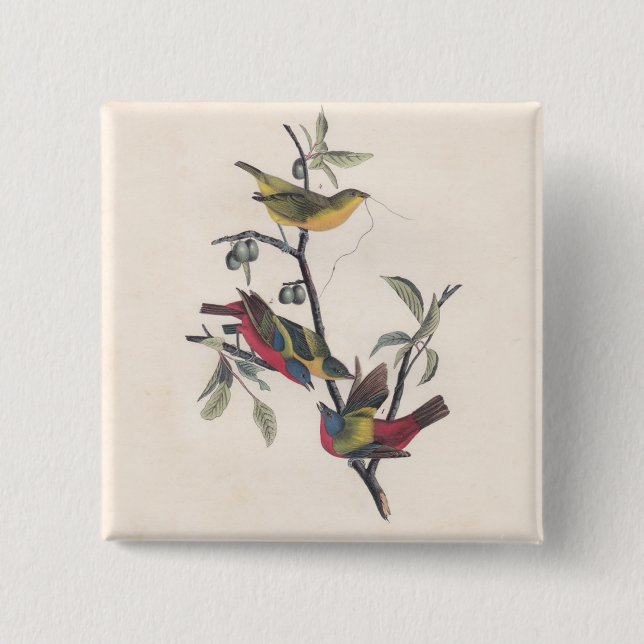 Audubon Painted Bunting Bird Wildlife Button (Vorderseite)
