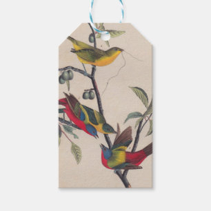 Audubon Painted Bunting Bird Wildlife Geschenkanhänger
