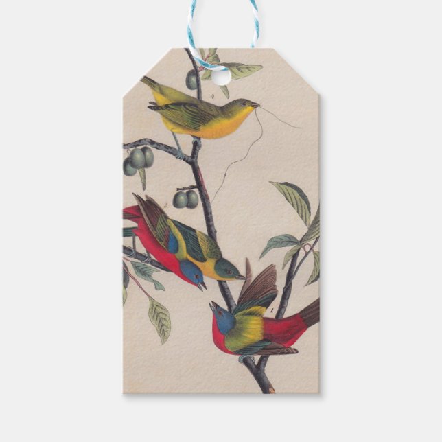 Audubon Painted Bunting Bird Wildlife Geschenkanhänger (Vorderseite)