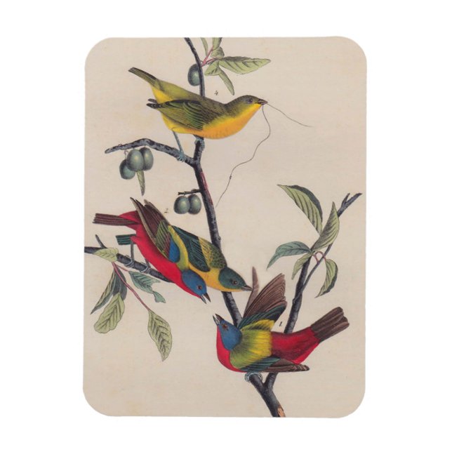 Audubon Painted Bunting Bird Wildlife Magnet (Vertikal)