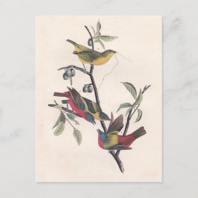 Audubon Painted Bunting Bird Wildlife Postkarte (Vorderseite)