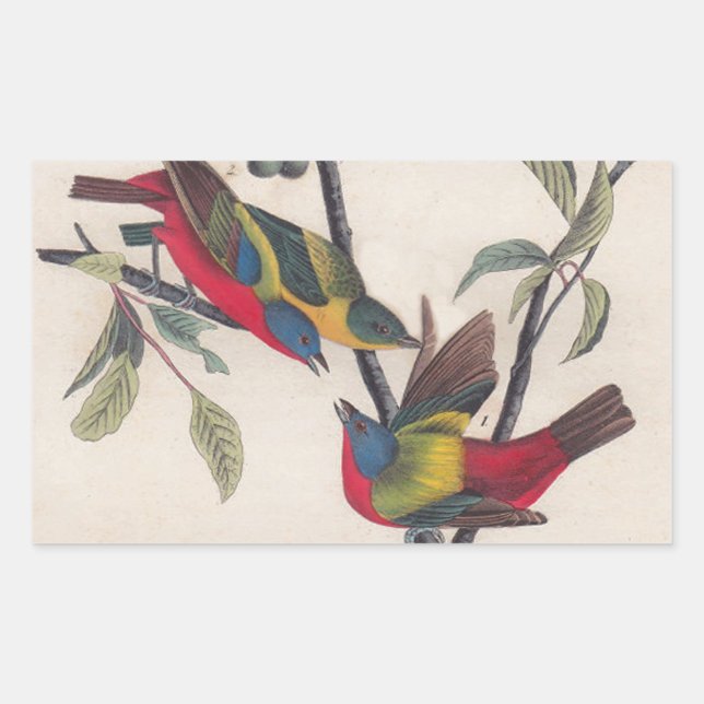 Audubon Painted Bunting Bird Wildlife Rechteckiger Aufkleber (Vorderseite)