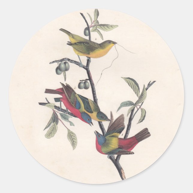 Audubon Painted Bunting Bird Wildlife Runder Aufkleber (Vorderseite)
