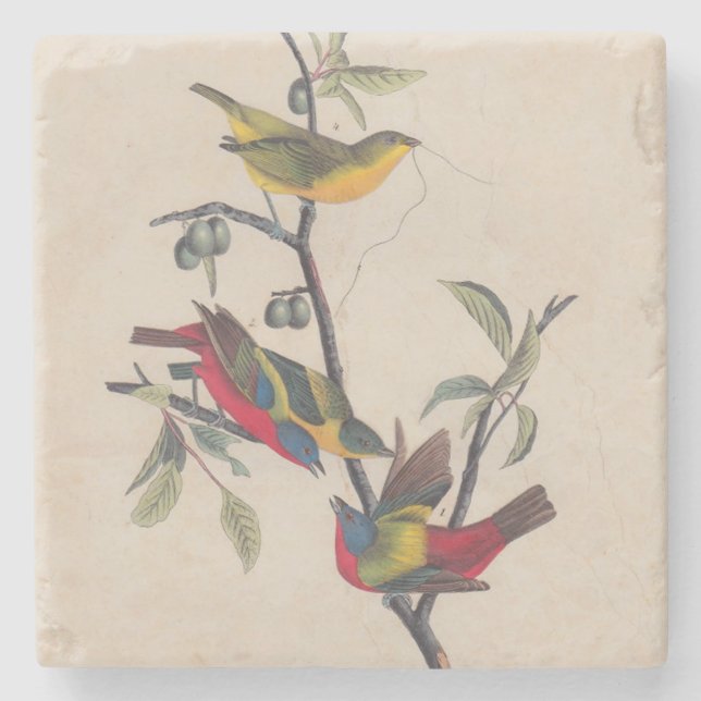 Audubon Painted Bunting Bird Wildlife Steinuntersetzer (Vorderseite)