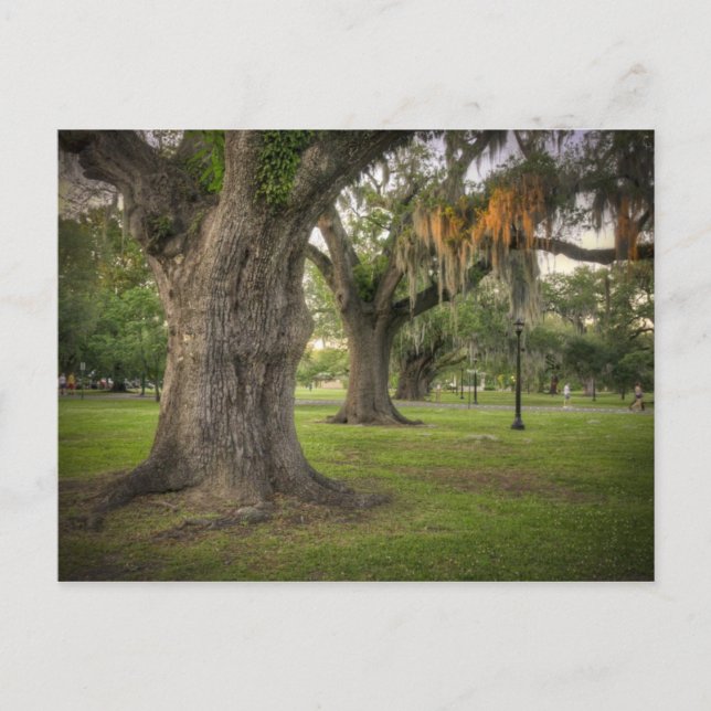 Audubon Park Live Oaks Postkarte (Vorderseite)