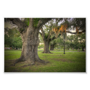 Audubon Park-Liveeichen Fotodruck