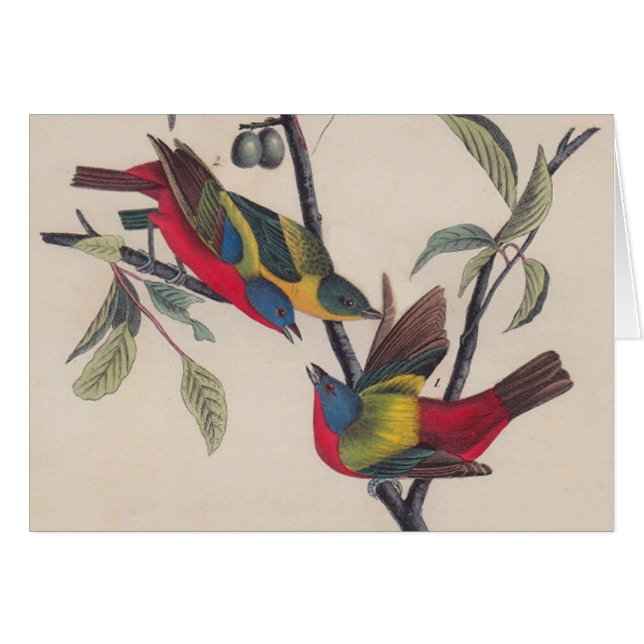 Audubon Peint Bunting Bird Wildlife (Devant horizontal)