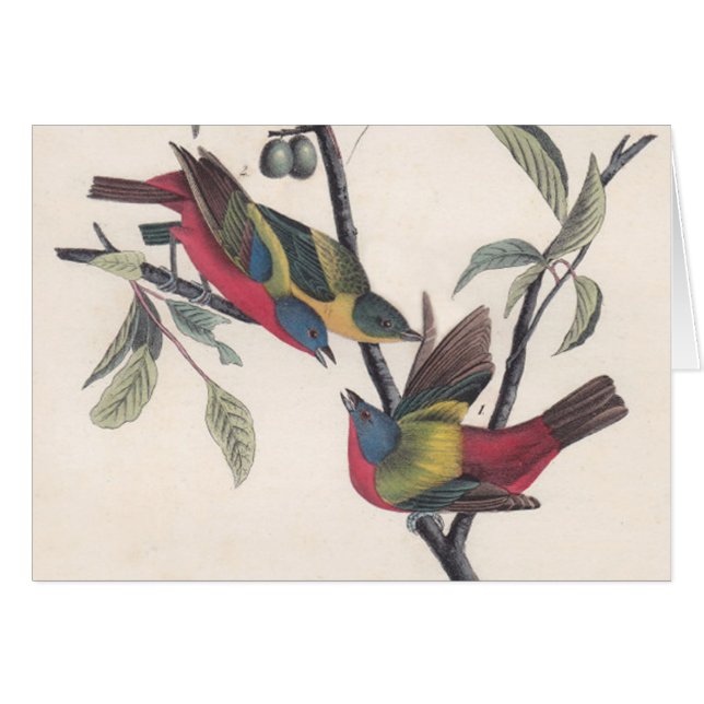 Audubon Peint Bunting Bird Wildlife (Devant horizontal)