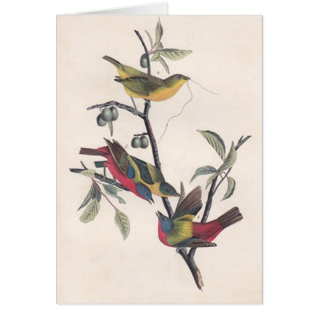 Audubon Peint Bunting Bird Wildlife (Devant)
