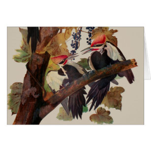 Audubon Peinture d'Oiseaux Pic Pilé